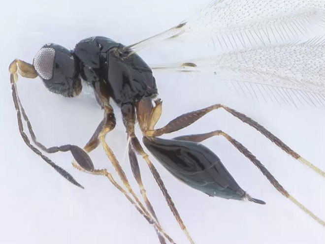 Ruồi chủ yếu được tìm thấy ở các vùng nhiệt đới. Những con ruồi cỡ nhỏ có tuổi thọ ngắn. Đặc điểm chính của loài này là chúng sở hữu trái tim nhỏ nhất thế giới động vật, khoảng từ 0,139 đến 0,55 mm. Trái tim nhỏ bé này chứa một ống hẹp dọc theo lưng của côn trùng, giúp dẫn máu về phía đầu. Tĩnh mạch, động mạch không được tìm thấy trong tim ruồi.