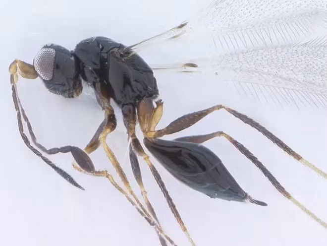 Ruồi chủ yếu được tìm thấy ở các vùng nhiệt đới. Những con ruồi cỡ nhỏ có tuổi thọ ngắn. Đặc điểm chính của loài này là chúng sở hữu trái tim nhỏ nhất thế giới động vật, khoảng từ 0,139 đến 0,55 mm. Trái tim nhỏ bé này chứa một ống hẹp dọc theo lưng của côn trùng, giúp dẫn máu về phía đầu. Tĩnh mạch, động mạch không được tìm thấy trong tim ruồi.