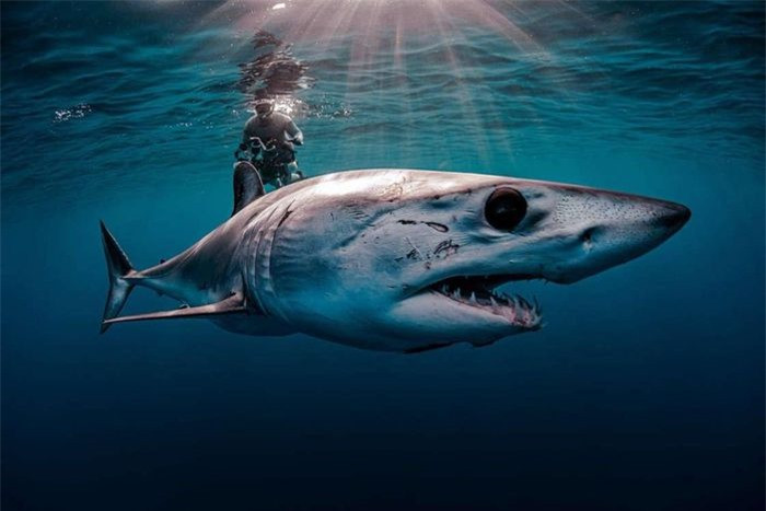 Hình ảnh đáng sợ của một con cá mập Mako vây ngắn đã giành vị trí thứ hai hạng mục Bộ mặt của biển. Nhiếp ảnh gia người Mỹ, Evans Baudin, chụp bức ảnh này ngoài khơi bờ biển Baja California Sur của Mexico. 