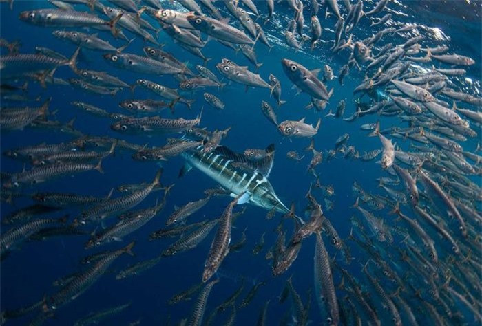 Bức ảnh chụp đàn cá mòi đang cố chạy trốn khỏi sự truy đuổi của cá kiếm đã đem về cho nhiếp ảnh gia Jacopo Brunetti vị trí thứ 2 cùng hạng mục. Nhiếp ảnh gia người Italy đã chụp bức ảnh này ngoài khơi Vịnh Magdalena, Mexico. 