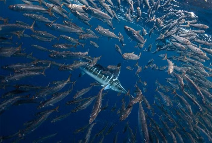 Bức ảnh chụp đàn cá mòi đang cố chạy trốn khỏi sự truy đuổi của cá kiếm đã đem về cho nhiếp ảnh gia Jacopo Brunetti vị trí thứ 2 cùng hạng mục. Nhiếp ảnh gia người Italy đã chụp bức ảnh này ngoài khơi Vịnh Magdalena, Mexico. 