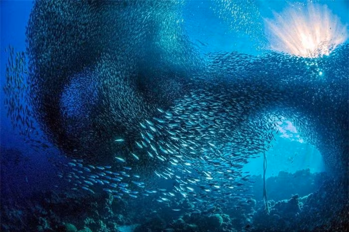 Đứng thứ hai hạng mục Cảnh quan biển dưới nước thuộc về nhiếp ảnh gia Marchione Giacom với tác phẩm chụp ngoài khơi đảo Cebu, Philippines. Bức ảnh mang tên "Đám mây", chụp lại cảnh một đàn cá mòi lớn đang tạo thành những khối đen che khuất cả bầu trời. 