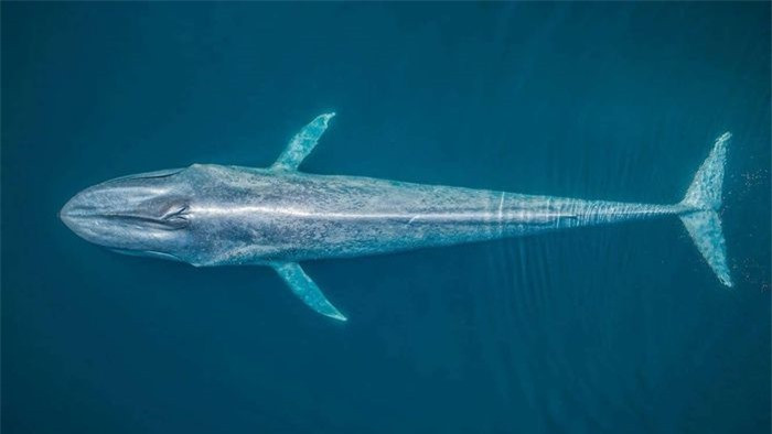 Ảnh chụp chú cá voi xanh từ trên không, loài động vật lớn nhất thế giới, đã giành vị trí thứ 2 hạng mục Cảnh quan biển từ trên không. Nhiếp ảnh gia Rafael Fernandez đã chụp bức ảnh này từ trên cao ngoài khơi bờ biển Baja California Sur của Mexico. 