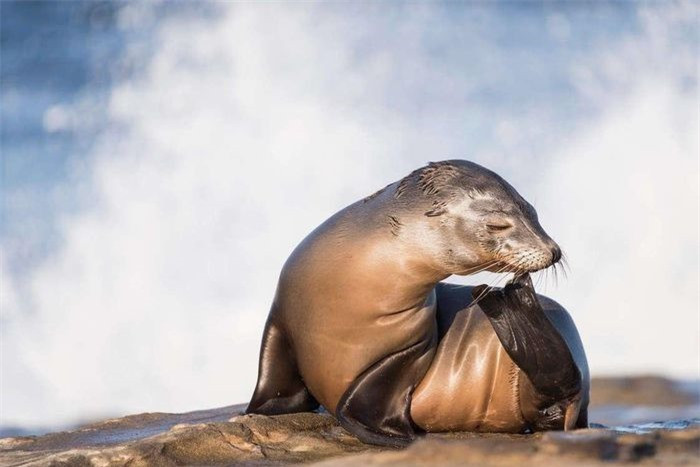 Hình ảnh chú sư tử biển đang phơi nắng đã mang về cho nhiếp ảnh gia Matthew Meier giải ba cùng hạng mục. Anh cho biết đây là hình ảnh sư tử biển làm ấm cơ thể sau khi liên tục ngâm mình trong làn nước lạnh giá ở La Jolla, California. 