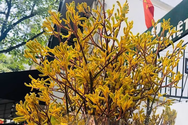 Loai hoa la dang duoc san lung hien tai mang ten sung huou