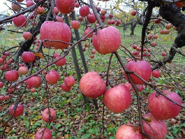 Táo khủng Nhật Bản mỗi quả có giá gần nửa triệu đồng hút khách ảnh 1 Táo khủng Nhật Bản mỗi quả có giá gần nửa triệu đồng hút khách ảnh 1