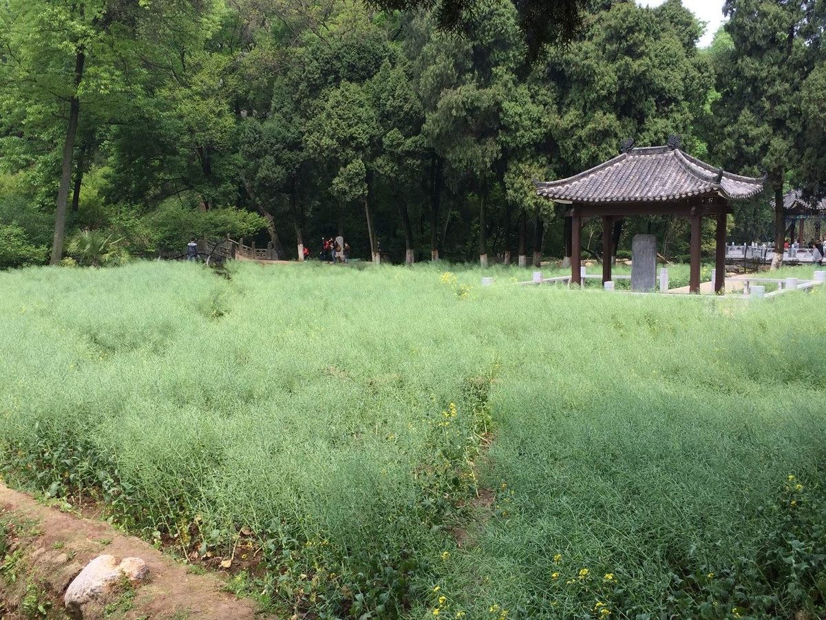 Nằm giữa Lạc Sơn và Long Trung Sơn là hơn 100 mẫu ruộng. Nơi đây được cho là nơi Gia Cát Lượng từng tự mình trồng cấy. Ảnh: Baike