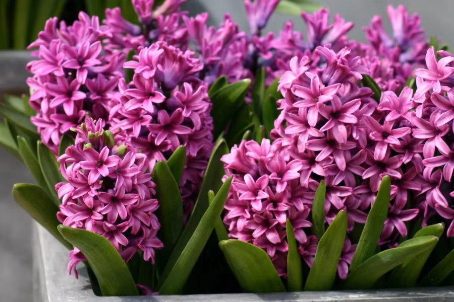 5 loai cay pha tan phong thuy, gay hao tai tan loc-Hinh-3