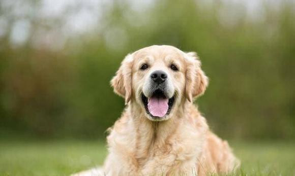 Ai lấy được người cầm tinh con chó ắt hẳn là một điều vô cùng hạnh phúc, họ có số mệnh nhất là tiền bạc, phúc khí từ trên trời rơi xuống, có sao chiếu mệnh giàu có.