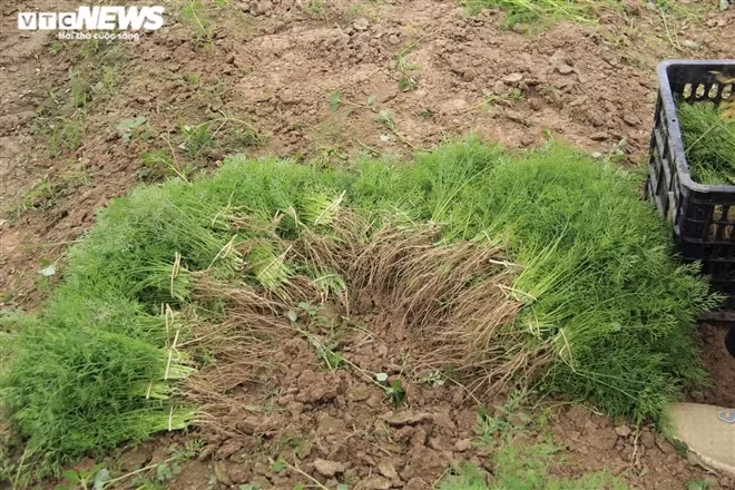 Tiếc của, bà Xuân thỉnh thoảng lựa nhặt để mang ra chợ bán, nhưng mất công sức mà lời lãi chả bao nhiêu.