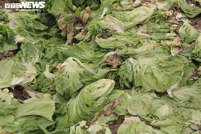 Rau chất đống, bị vứt bỏ ngay trên đồng ruộng, ngày một mục nát.