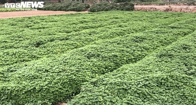 Bên cạnh luống rau thì là của nhà bà Xuân, những cây rau thơm mơn mởn của ông Bá cũng chẳng có ai mua. "Giá rau hiện tại rẻ như cho và không tiêu thụ được. Tôi liên hệ với một số người để cho họ mấy luống rau thơm này nhưng người ta cũng không lấy", ông Bá nói.