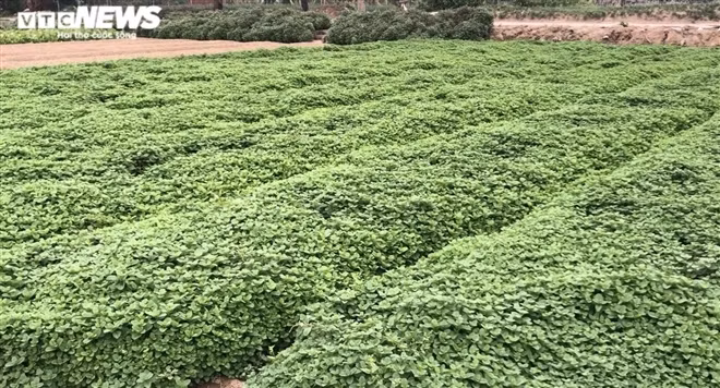 Bên cạnh luống rau thì là của nhà bà Xuân, những cây rau thơm mơn mởn của ông Bá cũng chẳng có ai mua. "Giá rau hiện tại rẻ như cho và không tiêu thụ được. Tôi liên hệ với một số người để cho họ mấy luống rau thơm này nhưng người ta cũng không lấy", ông Bá nói.