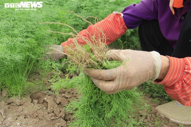 "Khi chưa có dịch, những mớ rau này tôi bán được khoảng 5.000 đồng, nhưng hiện tại tôi chỉ bán được 500 đồng, mà cũng không thường xuyên. Bỏ công sức, tiền bạc ra chăm sóc, cuối cùng được mùa nhưng mất giá, gia đình nào cũng thua lỗ", bà Xuân thở dài.