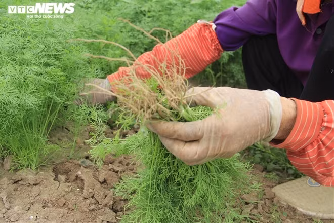 "Khi chưa có dịch, những mớ rau này tôi bán được khoảng 5.000 đồng, nhưng hiện tại tôi chỉ bán được 500 đồng, mà cũng không thường xuyên. Bỏ công sức, tiền bạc ra chăm sóc, cuối cùng được mùa nhưng mất giá, gia đình nào cũng thua lỗ", bà Xuân thở dài.