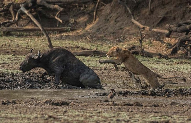 Trông thấy chú trâu rừng đang tắm bùn ở một cái hồ cạn, con sư tử liền lao tới tấn công nhằm kiếm bữa ăn thịnh soạn cho cả bầy.
