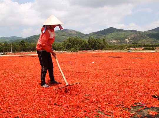 Ot rot gia 50 lan, ban 1kg khong mua noi goi mi tom loai trung binh