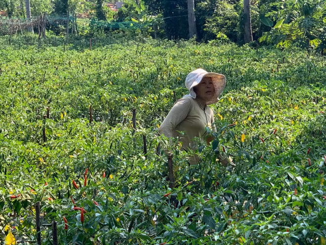 Ot rot gia 50 lan, ban 1kg khong mua noi goi mi tom loai trung binh-Hinh-2