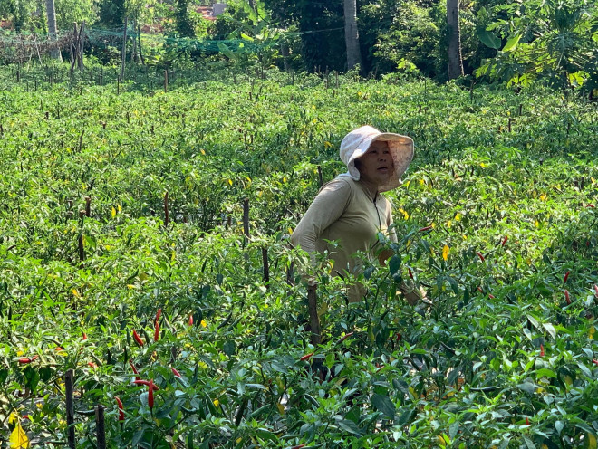 Ớt rớt giá 50 lần, bán 1kg không mua nổi gói mì tôm loại trung bình - Hình 2 Ot rot gia 50 lan, ban 1kg khong mua noi goi mi tom loai trung binh-Hinh-2