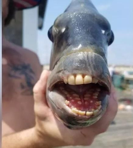 Choang vang khi cau duoc con ca co ham rang nhu nguoi