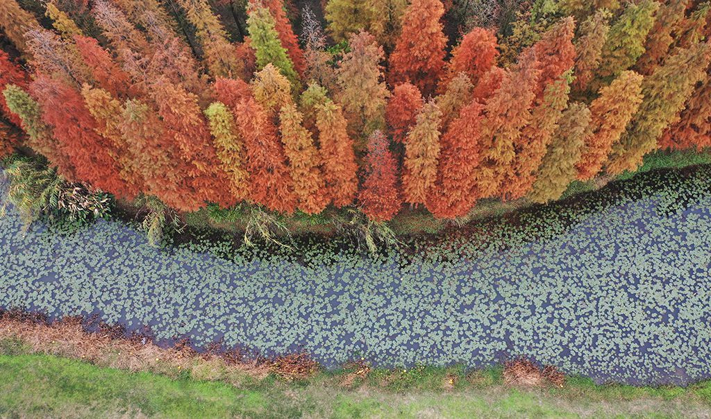  Công viên đầm lầy hồ Aixi, Giang Tây: Vào mùa đông, rừng gỗ đỏ bên bờ hồ Aixi trông như một bức tranh sơn dầu. Màu sắc của gỗ đỏ ban mai thêm nét tươi sáng và ấm áp cho khung cảnh mùa đông lạnh giá. Ảnh: IC.