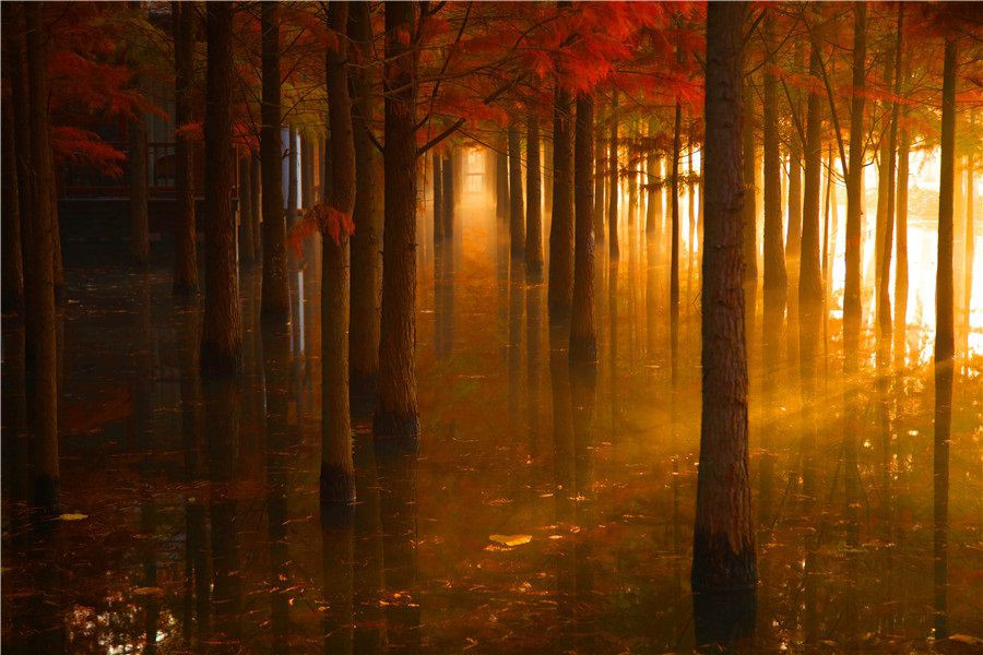  Xiantao, Hồ Bắc: Khu du lịch rộng 73 ha này, trong đó 31 ha là mặt nước, có khoảng 20.000 cây gỗ đỏ ban mai. Vào cuối thu, nơi đây có khung cảnh tuyệt đẹp, khiến du khách tưởng như lạc vào một thế giới khác. Ảnh: IC.