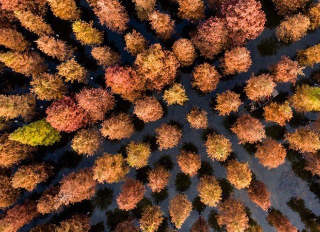  Hồ Sihong Hongze, Giang Tô: Bao phủ 20 ha, rừng gỗ đổ ban mai ở đây là thiên đường cho động vật hoang dã, thu hút nhiều loài chim di cư đến làm tổ. Ảnh: Xinhua.