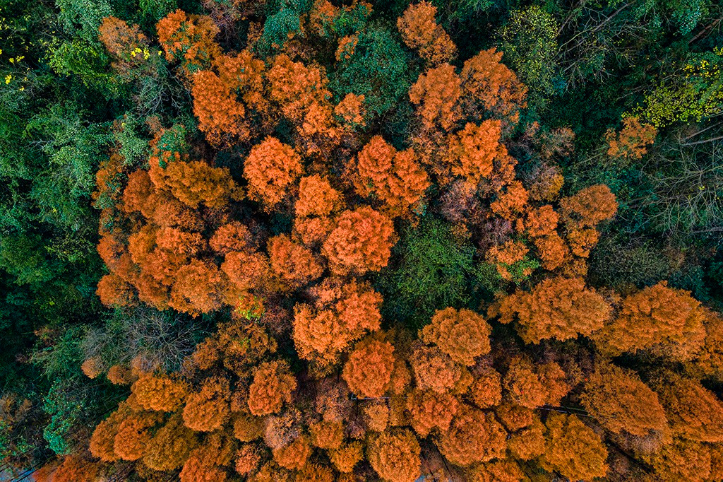  Đồi Changtan, Hồ Nam: Màu đỏ của cây nổi bật trên nền trời và soi bóng xuống mặt nước, tạo thành bức tranh nhiều màu sắc. Ảnh: Xinhua.