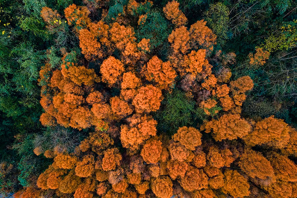  Đồi Changtan, Hồ Nam: Màu đỏ của cây nổi bật trên nền trời và soi bóng xuống mặt nước, tạo thành bức tranh nhiều màu sắc. Ảnh: Xinhua.