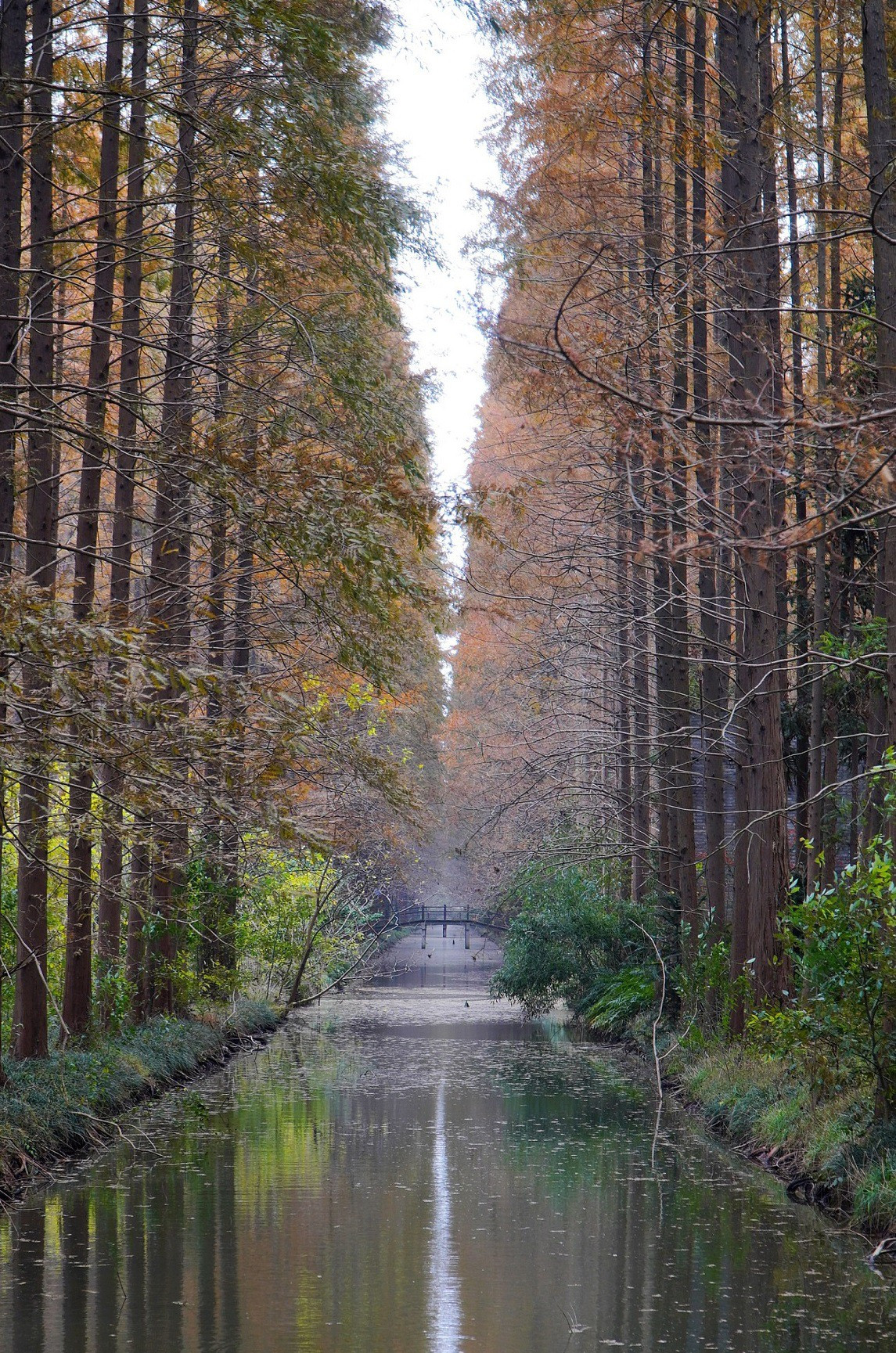  Hồ Baoying, Giang Tô: Những cây gỗ đỏ ban mai trở nên rực rỡ khác thường vào đầu đông. Từ trên cao, trông chúng giống như một đám lửa, tương phản hoàn hảo với sông xanh, những ngôi nhà theo phong cách độc đáo, và những cây cầu nhiều màu sắc. Ảnh: Chinadaily.
