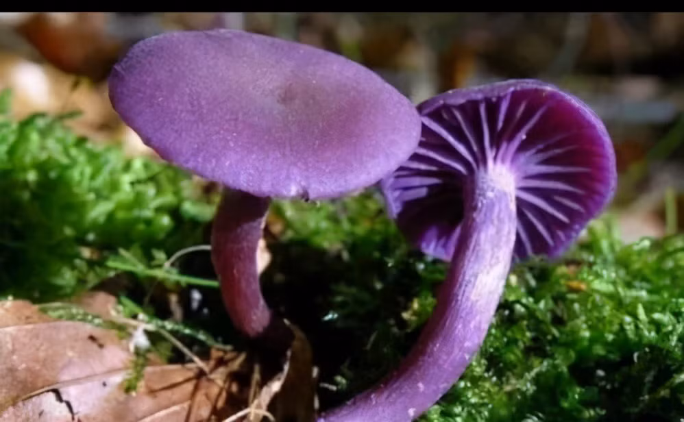 Hơn 140 tăng sĩ bỏ mạng trong đêm tại ngôi chùa nổi tiếng thời nhà Thanh - Hình 3 Hon 140 tang si bo mang trong dem tai ngoi chua noi tieng thoi nha Thanh-Hinh-3