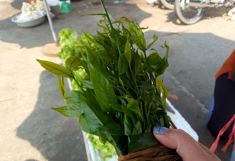 Cuối mùa đông cây rụng hết lá già. Mùa xuân, khoảng cuối tháng Giêng là ra những đợt lá non đầu tiên, đến tháng 2-3 âm lịch cho thu hoạch ngọn, lá và cả những chùm hoa, thậm chí cây nhiều tuổi còn có cả quả cũng ăn được.