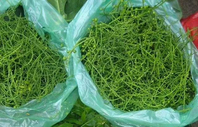 Theo Đông y, lá và rễ rau ngót đều có tác dụng mát huyết, hoạt huyết, lợi tiểu, giải độc. Khi bị nhiệt do bia, rượu, chỉ cần giã khoảng 40g rau ngót chắt lấy nước uống trong khoảng hai ngày sẽ giảm hẳn. Lá rau ngót còn chữa sởi, ho, viêm phổi, sốt cao, đái rắt, tiêu độc,... Rễ rửa sạch, giã nát ép lấy nước uống trong ngày có tác dụng lợi tiểu, thông huyết, kích thích tử cung co bóp...