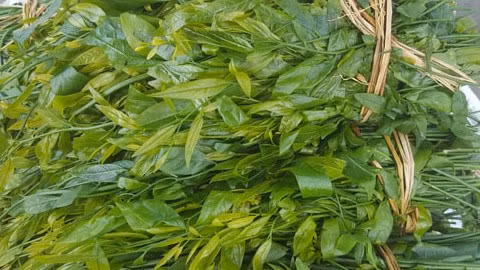 Cây rau ngót rừng (hay còn gọi là cây mì chính, cây rau sắng…) thuộc loại cây thân mộc, ưa ánh sáng, mọc tự nhiên trên những vách đá của vùng núi cao trên 100m so với mặt nước biển. Bởi vậy, ngót rừng thường mọc nhiều ở các vùng núi đá trên Lạng Sơn, Thái Nguyên…