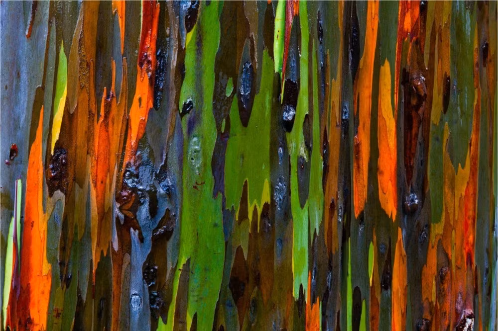 Vỏ cây bạch đàn ở Hawaii.