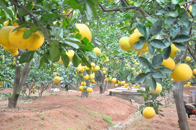 Cham vuon buoi co hang van qua giua Thu do thu ca ty dong