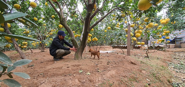 Cham vuon buoi co hang van qua giua Thu do thu ca ty dong-Hinh-2