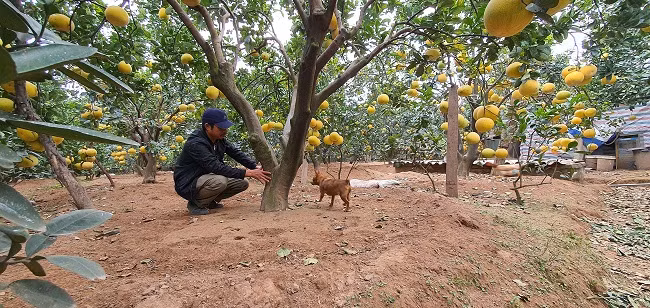 Cham vuon buoi co hang van qua giua Thu do thu ca ty dong-Hinh-2