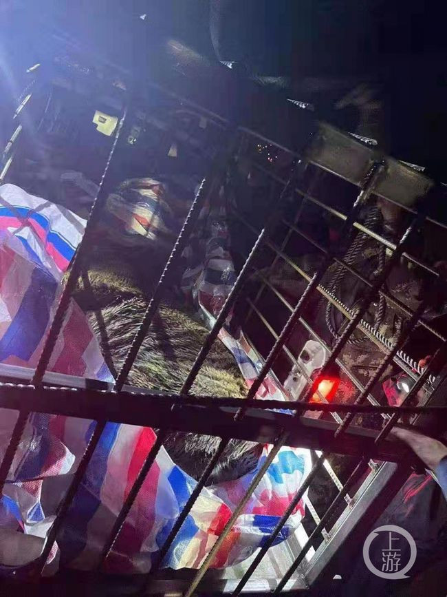 Hổ Siberia xuất hiện giữa thôn làng tấn công người nông dân gây trọng thương - Hình 5 Ho Siberia xuat hien giua thon lang tan cong nguoi nong dan gay trong thuong-Hinh-5