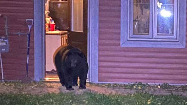 Giật mình nhìn thấy gấu đi lang thang vào nhà, phá nát màn hình máy tính