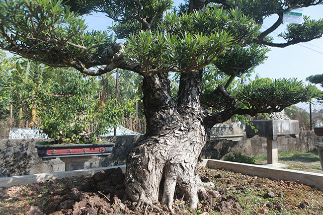 Chiêm ngưỡng vườn tùng cổ quý hiếm - Hình 9 Chiem nguong vuon tung co quy hiem-Hinh-9