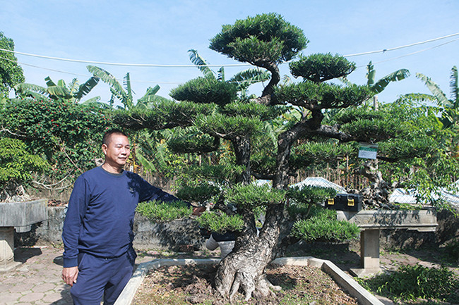 Chiêm ngưỡng vườn tùng cổ quý hiếm - Hình 2 Chiem nguong vuon tung co quy hiem-Hinh-2