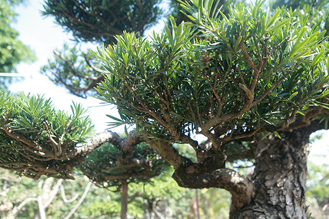 Chiêm ngưỡng vườn tùng cổ quý hiếm - Hình 7 Chiem nguong vuon tung co quy hiem-Hinh-7