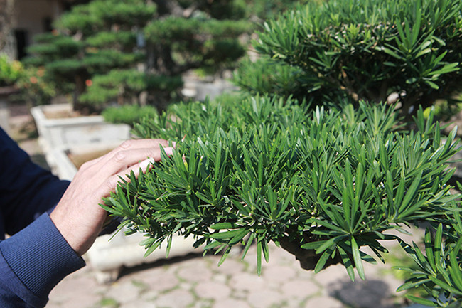 Chiêm ngưỡng vườn tùng cổ quý hiếm - Hình 8 Chiem nguong vuon tung co quy hiem-Hinh-8