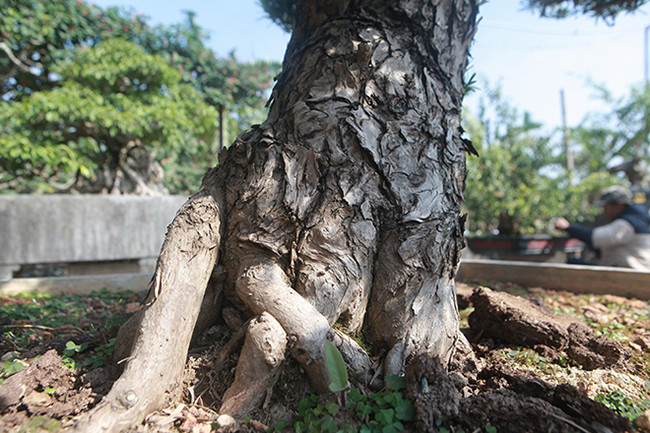 Chiêm ngưỡng vườn tùng cổ quý hiếm - Hình 5 Chiem nguong vuon tung co quy hiem-Hinh-5