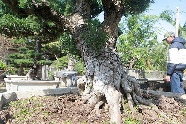 Chiêm ngưỡng vườn tùng cổ quý hiếm - Hình 4 Chiem nguong vuon tung co quy hiem-Hinh-4