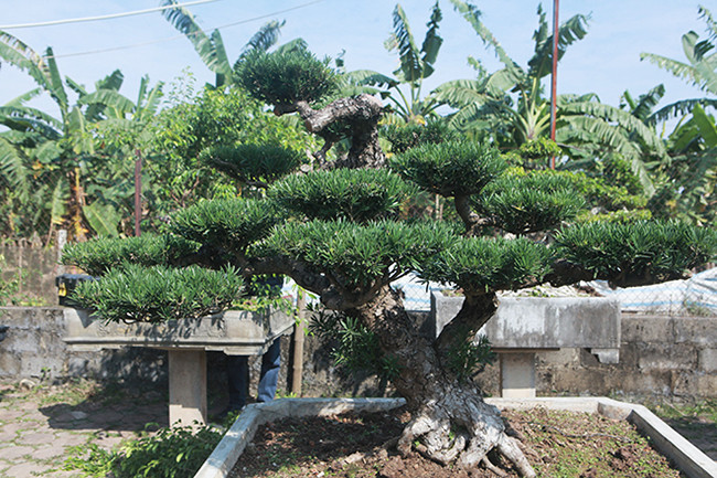 Chiêm ngưỡng vườn tùng cổ quý hiếm - Hình 3 Chiem nguong vuon tung co quy hiem-Hinh-3