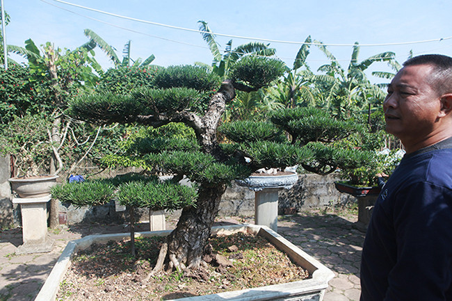 Chiêm ngưỡng vườn tùng cổ quý hiếm - Hình 6 Chiem nguong vuon tung co quy hiem-Hinh-6