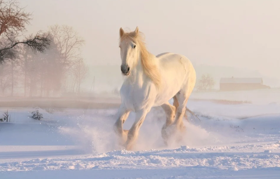 Thời gian trước đây, con giáp này gặp không ít khó khăn. Khi gặp phải khó khăn, họ cần giữ được bình tĩnh để suy xét vấn đề. Hãy tự tìm cơ hội để phát huy năng lực của bản thân thay vì trông chờ từ người khác.