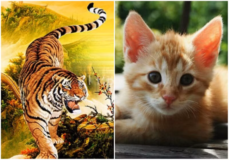 Dần và Mão. Theo tử vi, có thể nói tính cách của tuổi Dần và tuổi Mão khá khác nhau nhưng khi kết hợp lại họ lại đặc biệt gần gũi và thấu hiểu lẫn nhau. 